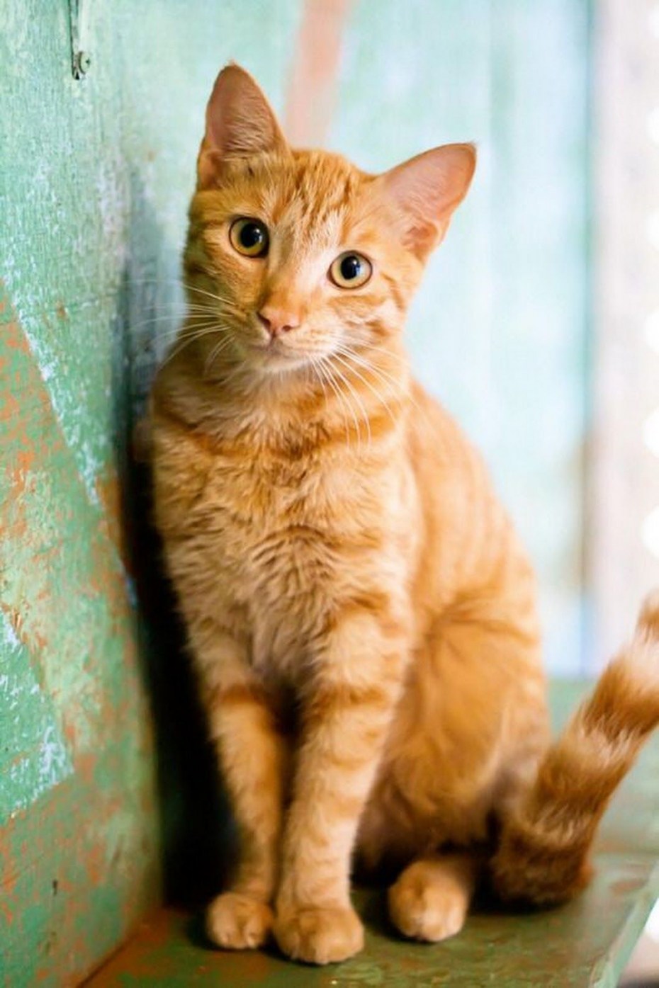 Европейский короткошерстный кот рыжий