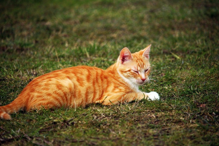 Tabby Cat рыжий