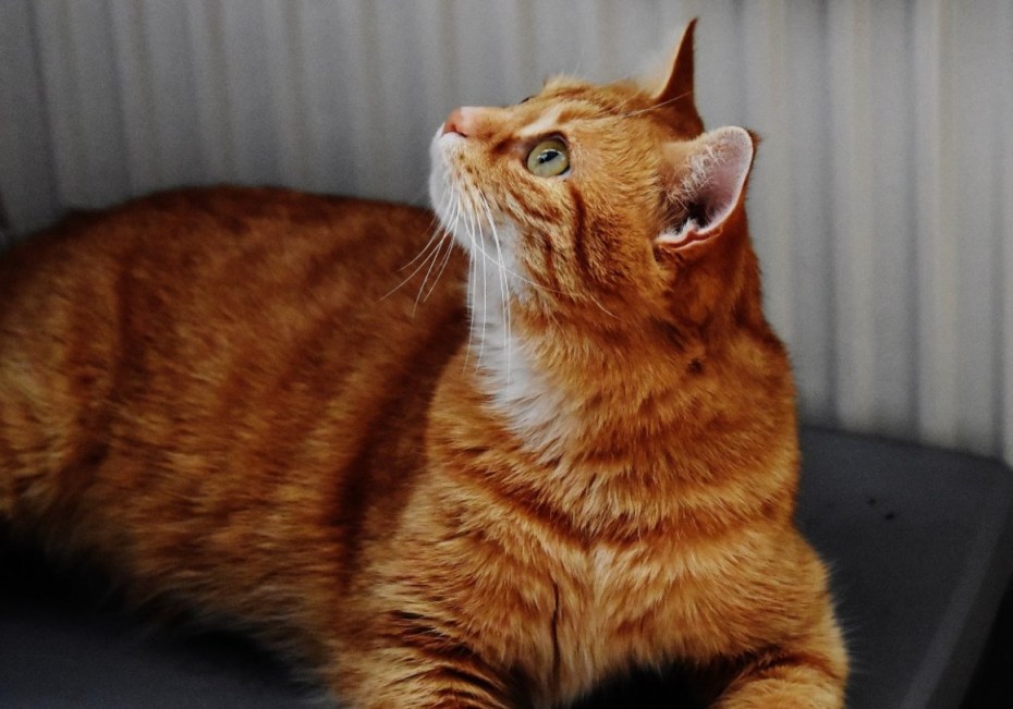 Ginger tabby Cat