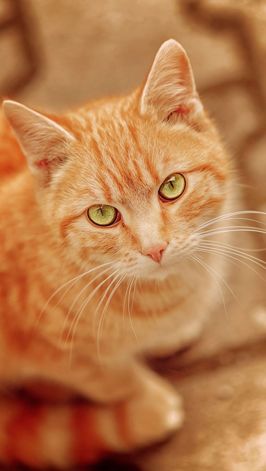 Котики рыжий и серый