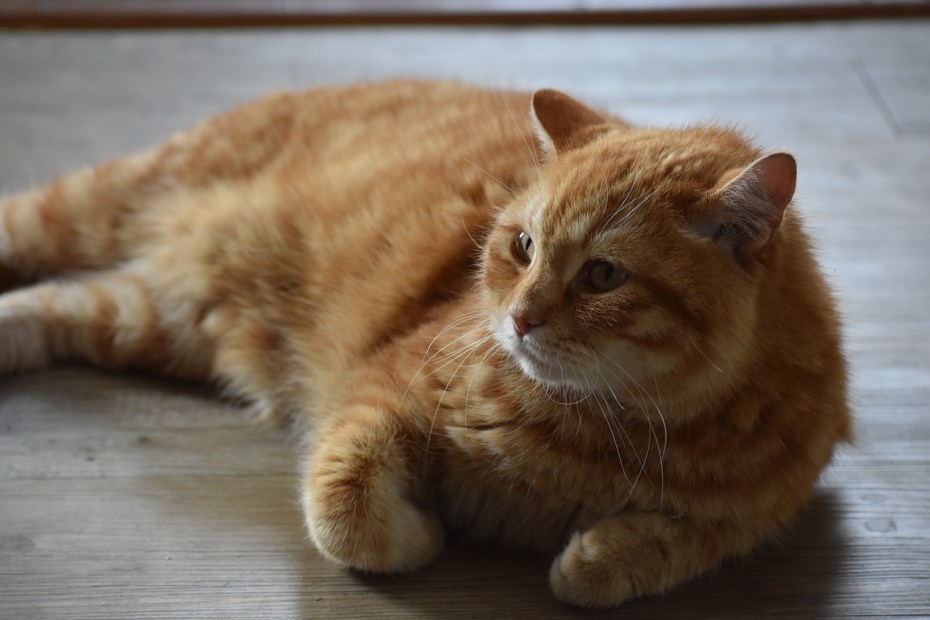 Дикий рыжий кот