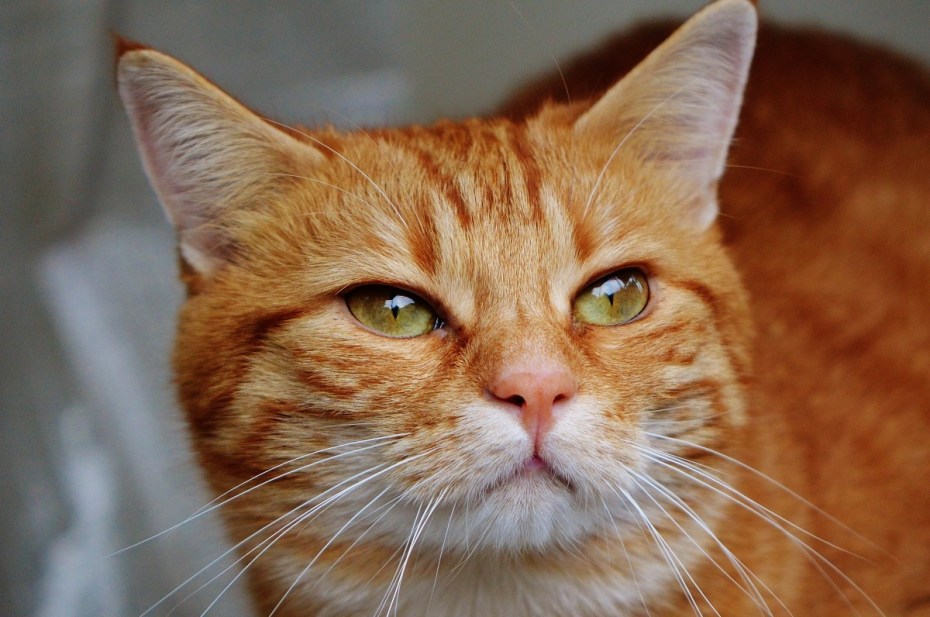Tabby Cat рыжий