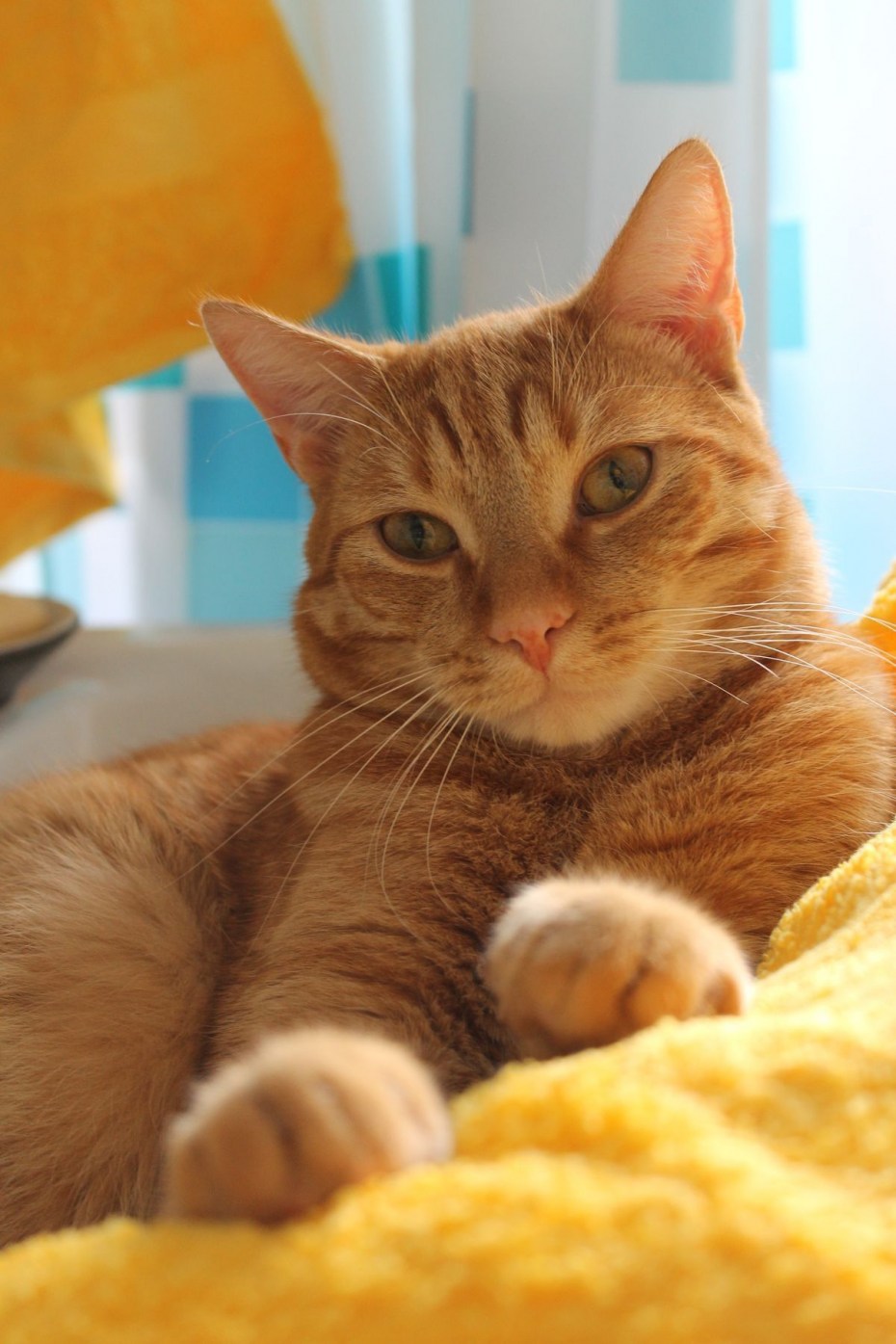 Рыжий котик