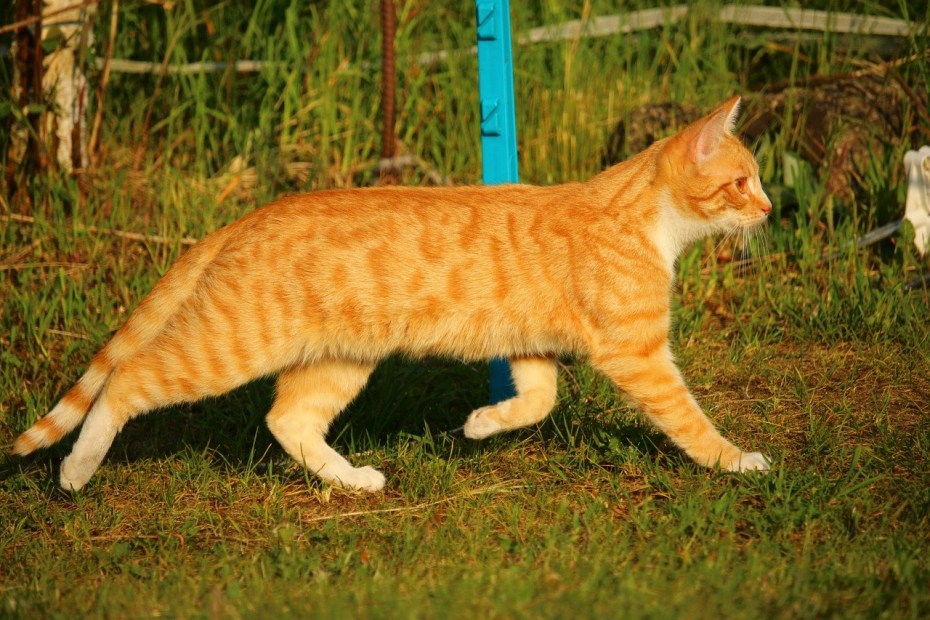 Tabby Cat рыжий