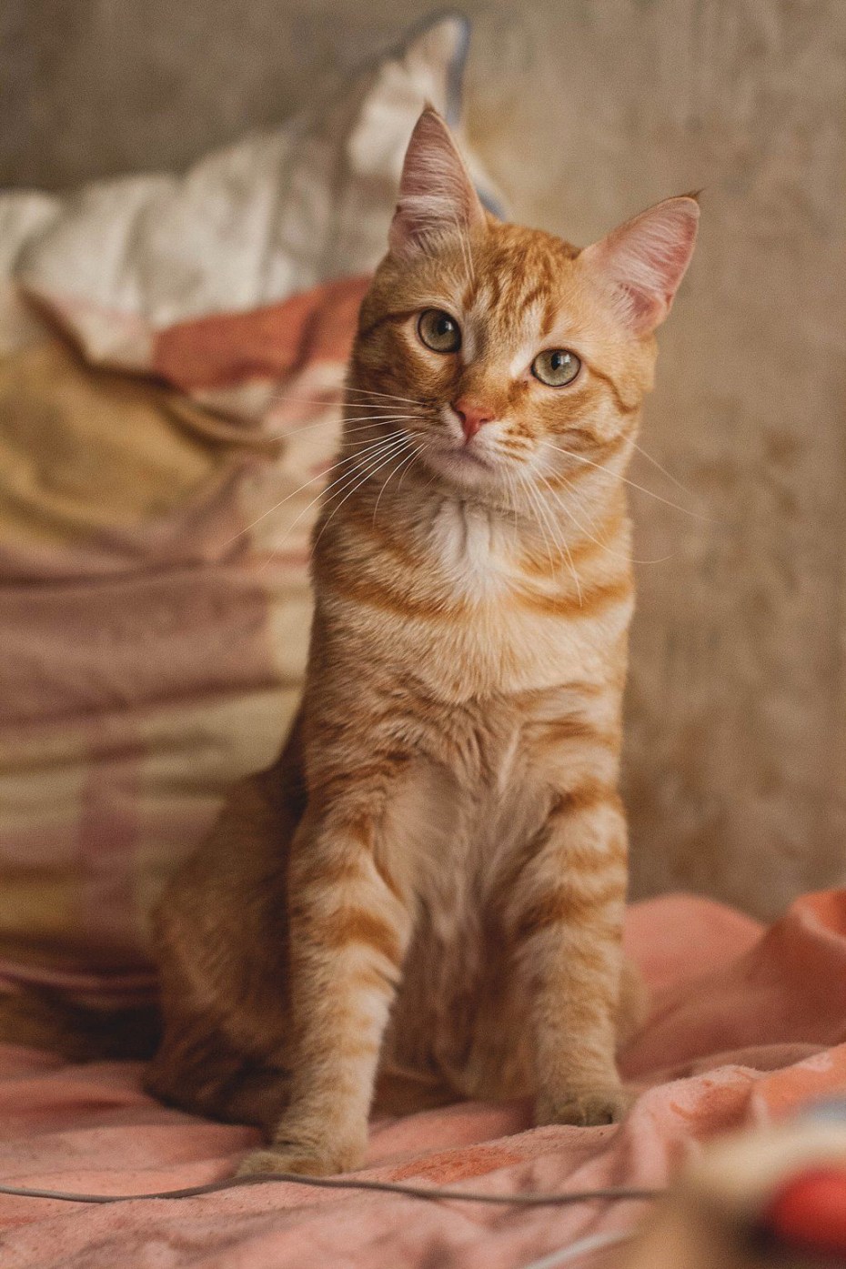 Огненно рыжий кот