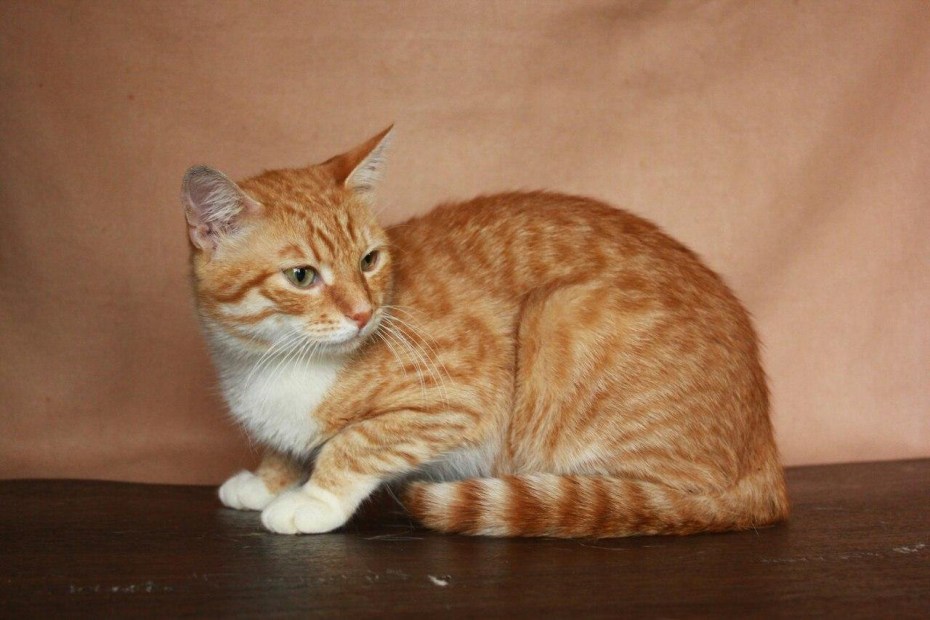 Котик рыжий полосатый