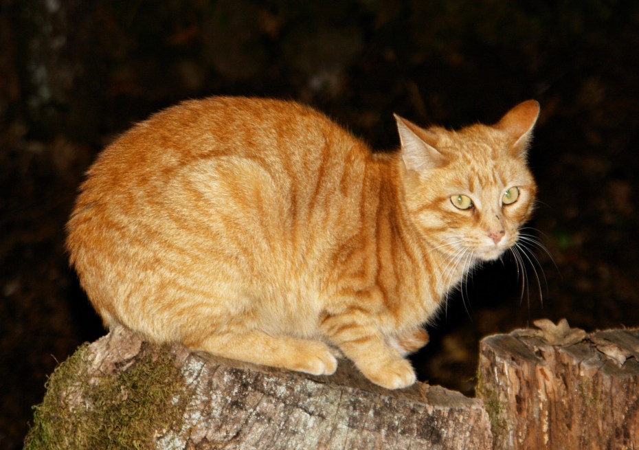 Tabby Cat рыжий