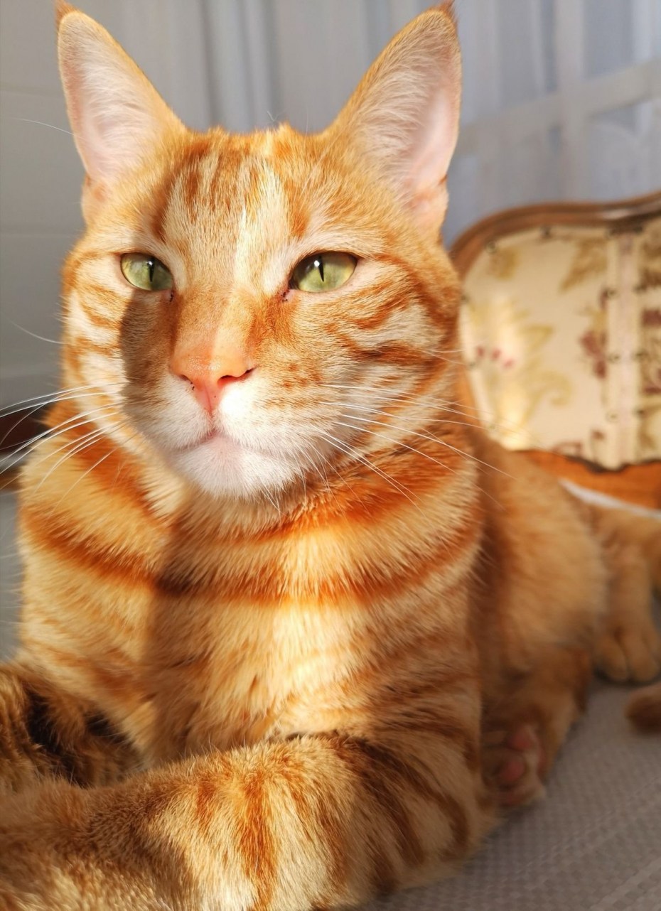 Кот лежит на спине
