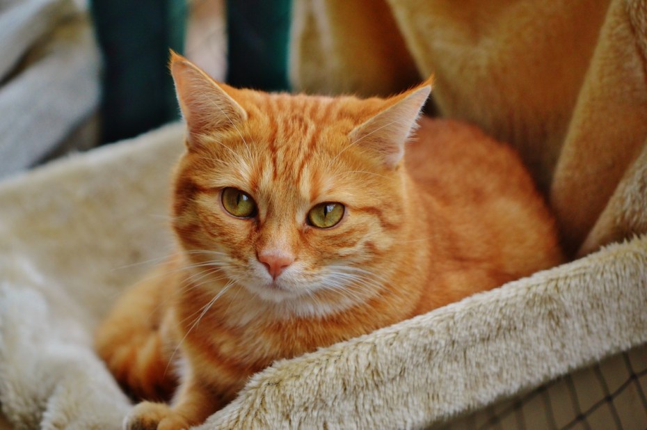 Европейский короткошерстный кот рыжий