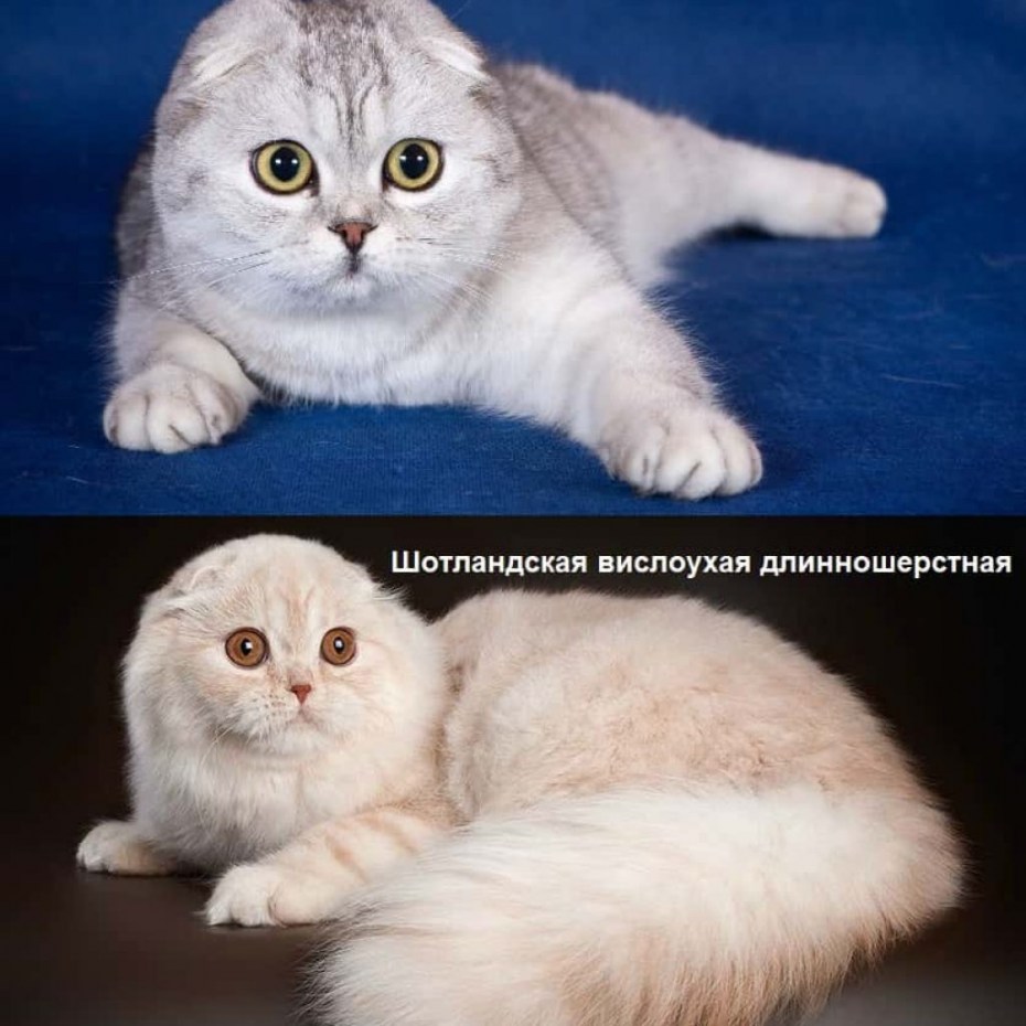Скоттиш хайленд фолд лиловый
