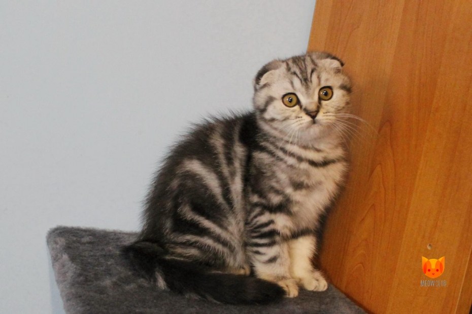 Highland Fold кошка