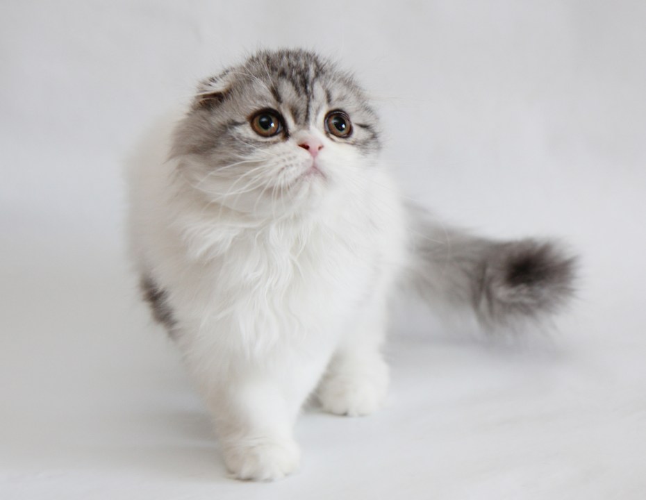 Скоттиш фолд длинношерстный хайленд-фолд