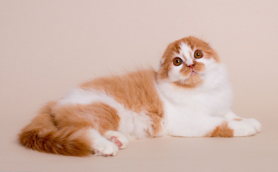 Шотландская вислоухая кошка Хайл фолд