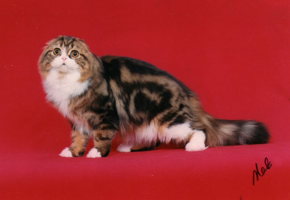 Highland Fold кошка