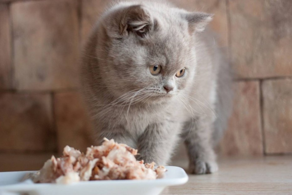 Шотландский прямоухий котенок корм