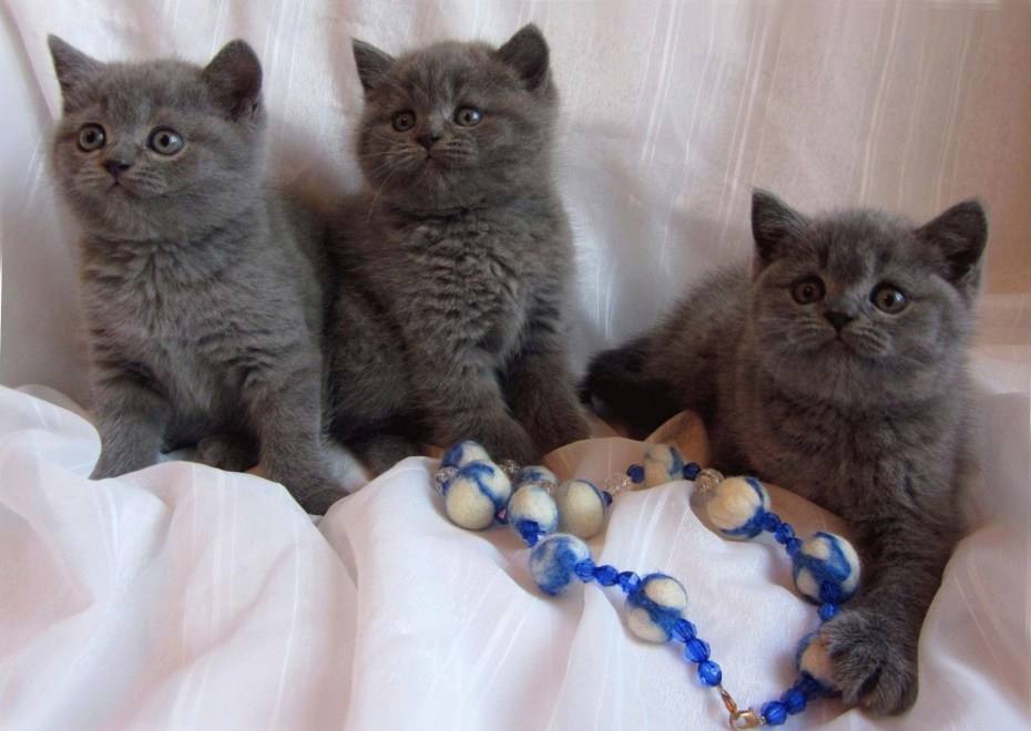 Котенок кушает