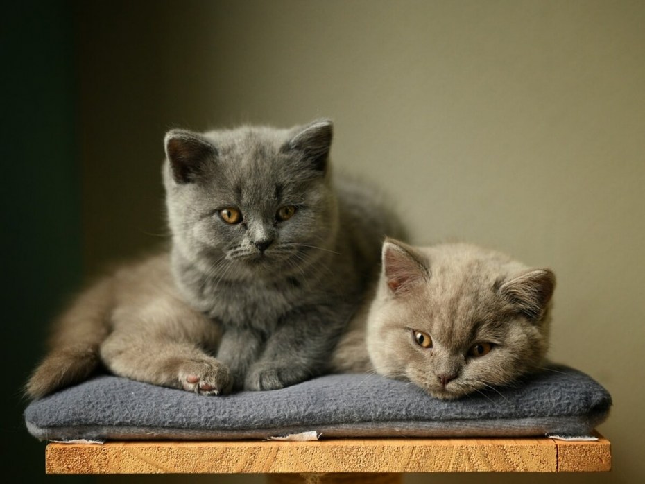 Красивый кошачий корм