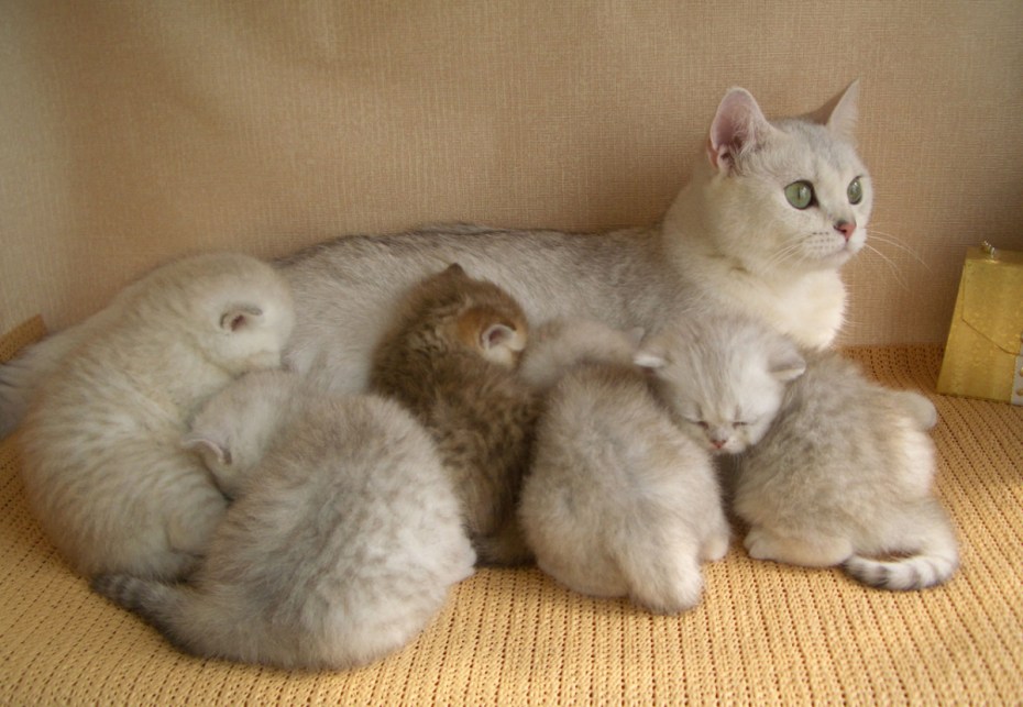 Еда для кошек