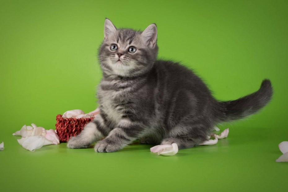 Недельные котята кушают
