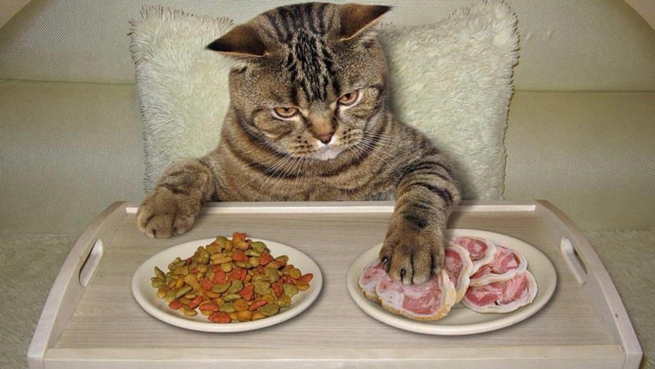Котята британцы