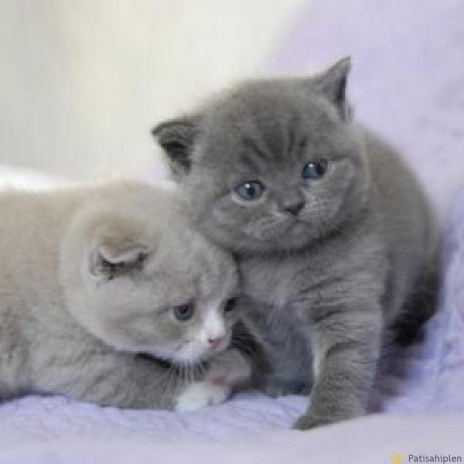 Корма для вислоухих котят