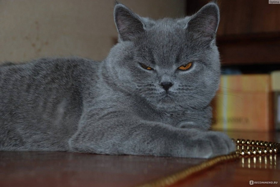 Питание котёнка в 2 месяца британец