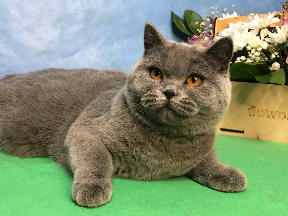 Британские котята няшные