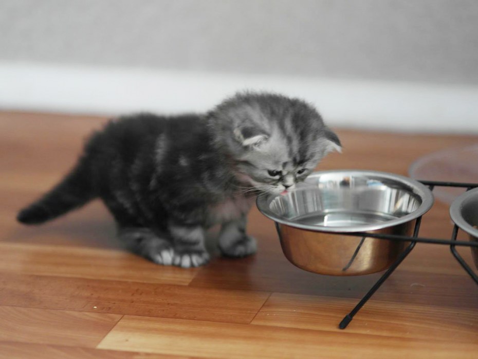 Миски для котят