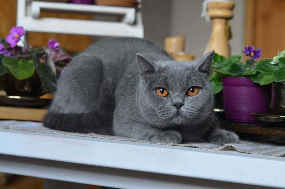 Книги про британских кошек