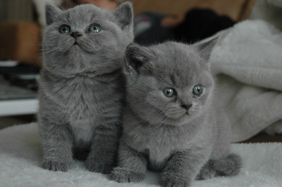 Британские котята в корзинке