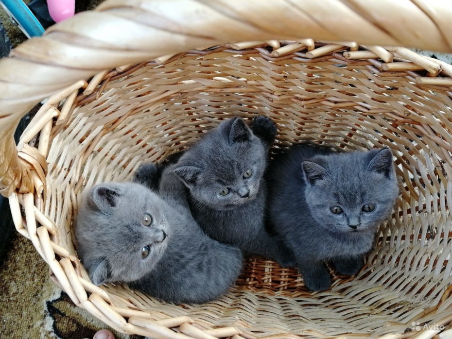Шотландские котята серые
