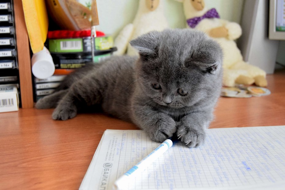 Кошка ест овощи