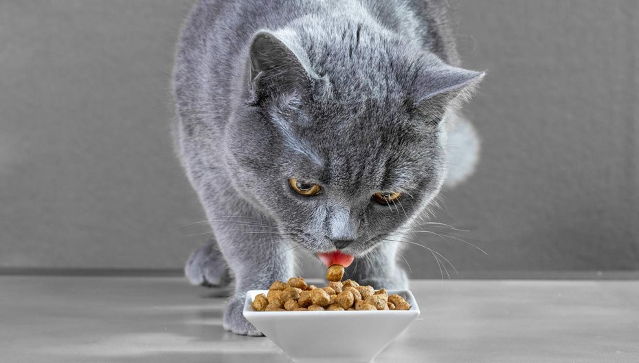 Кошки породы британец котята