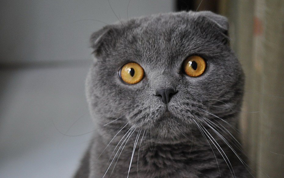 Шотландский вислоухий кот серый