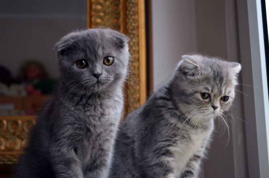Scottish Fold