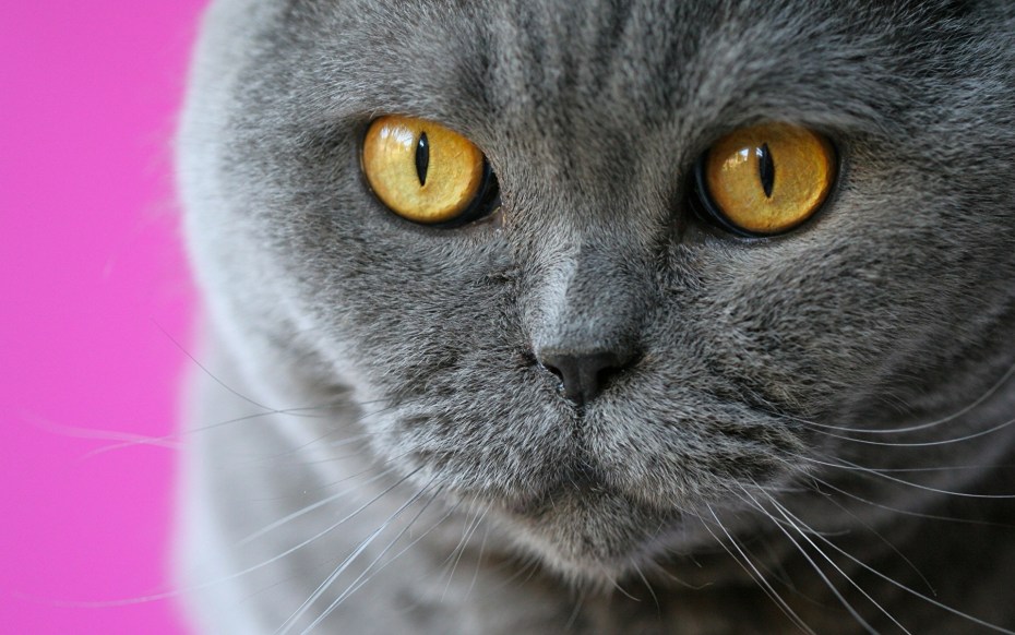Британский короткошерстный кот