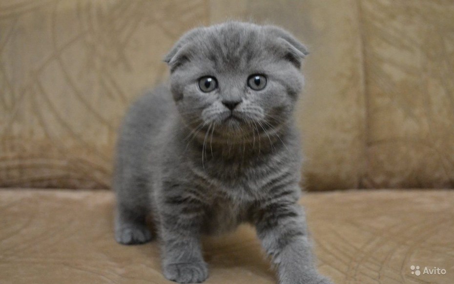 Британский вислоухий котенок серый