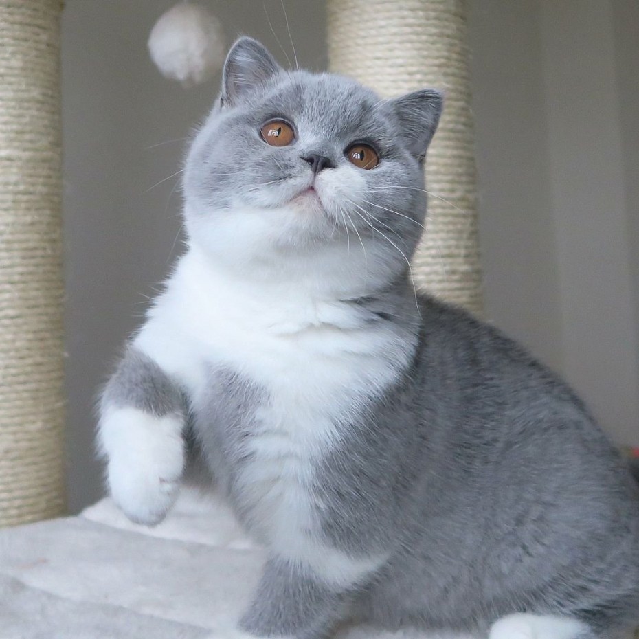Кошка Шотландская прямоухая короткошерстная голубая