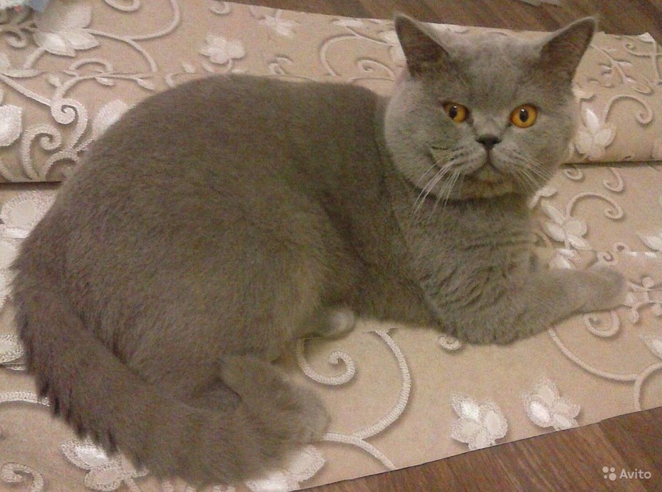 Котята Шотландские вислоухие лиловые прямоушка