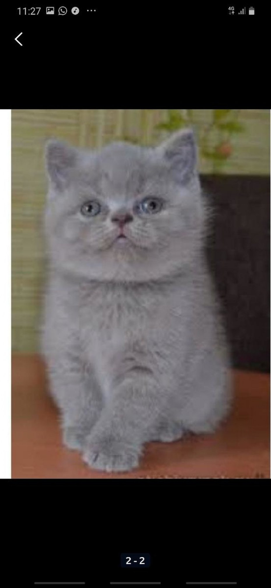 Лиловые Шотландские котята скоттиш страйт