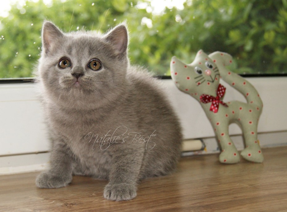 Шотландские котята прямоухие лиловые