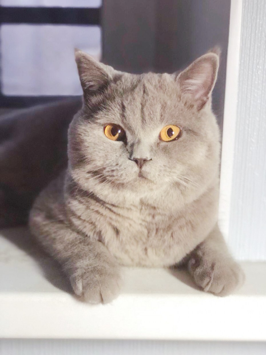 Скоттиш страйт лиловый