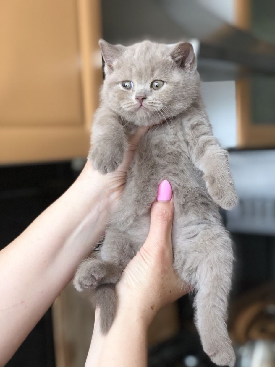 Лилово кремовый скоттиш страйт