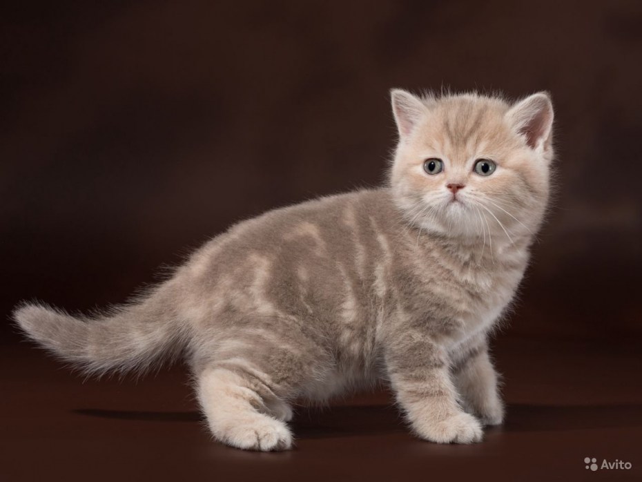 Шотландский скотчштрайд