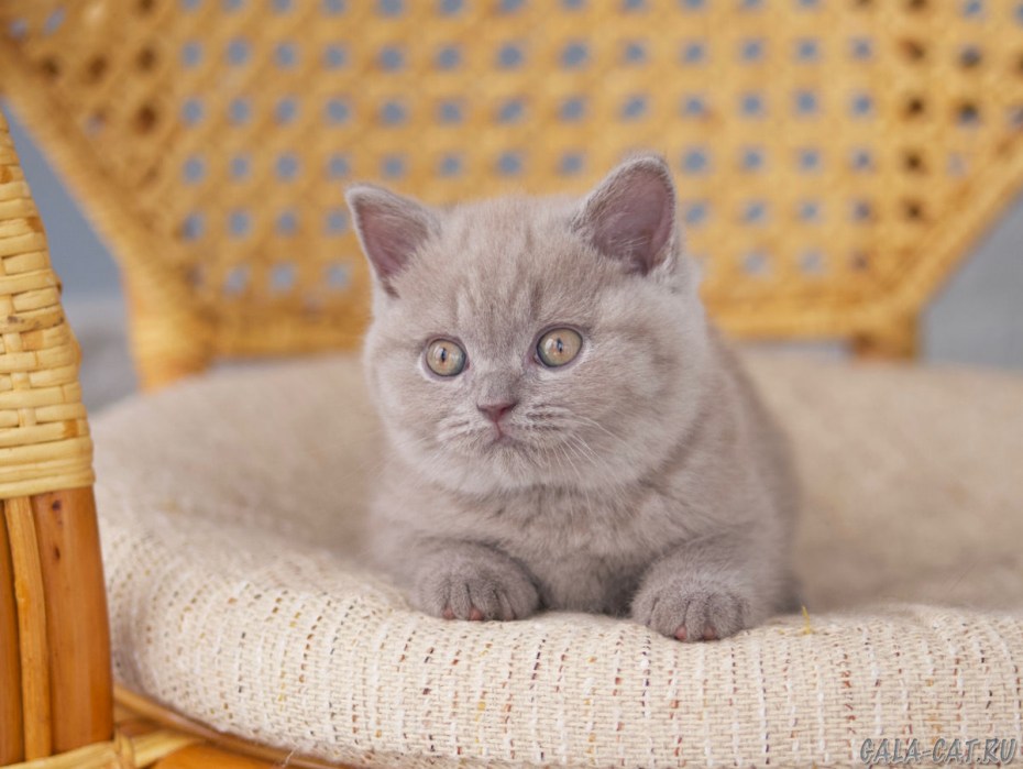 Лиловые котята скоттиш страйт