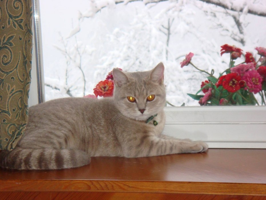 Лиловый прямоухий котенок