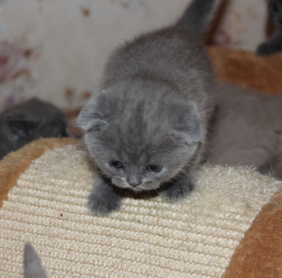 Скоттиш страйт котята