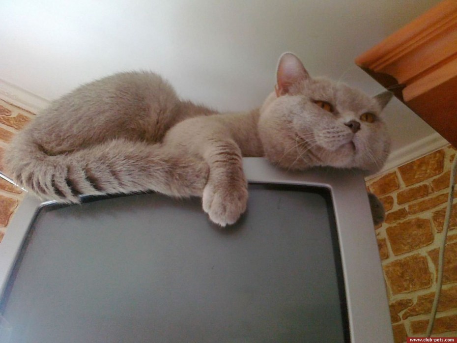 Шотландская кошка мама с котиком