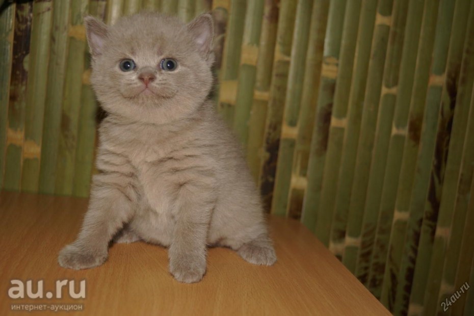 Шотландский скоттиш страйт серый