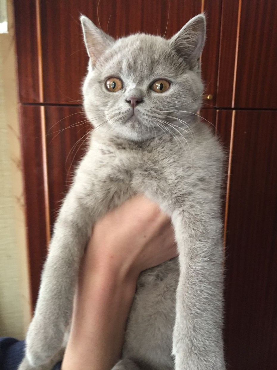 Лиловый табби шотландец